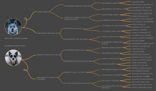 Pedigree Raccoon Tails' A-Wurf