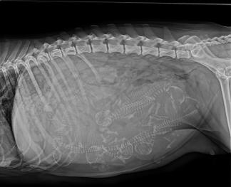 Röntgen von Pixel am 8.09.2025