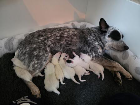 Pixel mit ihren Welpen