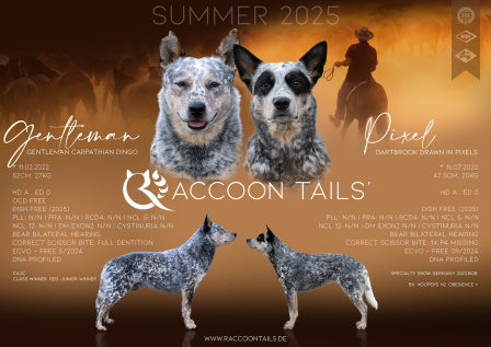 Wurfankündigung_A-Wurf Raccoon Tails'