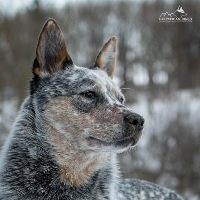 Gentlemen Carpathian Dingo