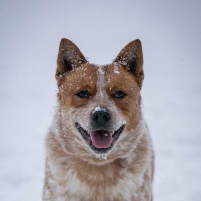Fire of Phoenix Carpathian Dingo