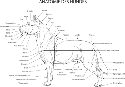 Anatomie Australian Cattle Dog